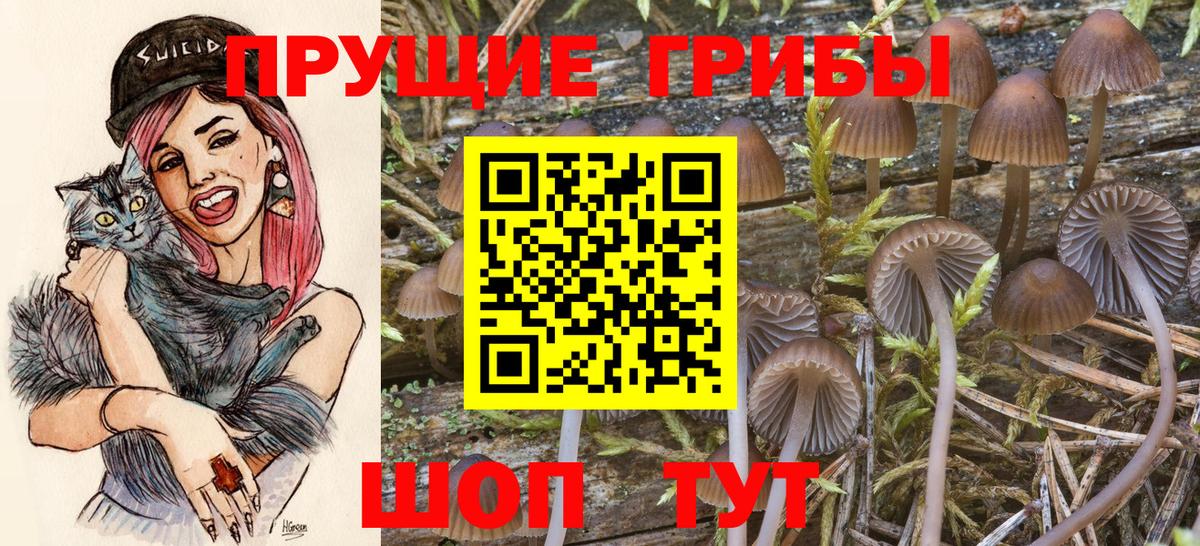 Псилоцибиновые грибы мицелий Москва